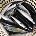 Nouvelle capture de poisson de maquereau de pacific congelé Taille 300400G